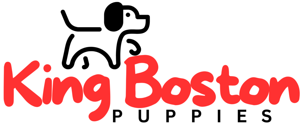 King Boston Puppies